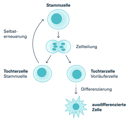 Abb. 10: Schema der asymmetrischen Zellteilung, bei der sich sowohl neue Stammzellen (Selbsterneuerung) als auch spezialisierte Vorläuferzellen (Differenzierung) bilden. Quelle: Blutspende SRK Schweiz (2023)