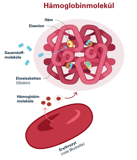 Abb. 5: Hämoglobinmolekül. Modell des Hämoglobinmoleküls mit seinen vier Globin-Anteilen (rosa und hellrot gefärbte gefaltete Eiweissketten) und ihren Häm-Gruppen (gelb) mit je einem Eisen-Ion (rot). An jedes Eisen-Ion kann sich ein Sauerstoffmolekül (blau) anlagern. Die untere Abbildung zeigt einen Erythrozyten mit Hämoglobinmolekülen. Quelle: Blutspende SRK Schweiz (2023)